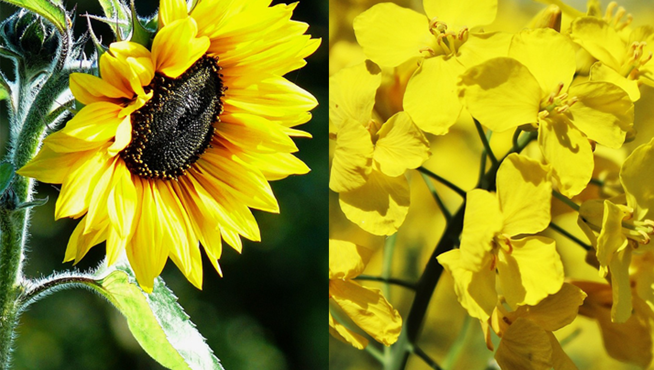 Sonnenblumenöl Rapsöl