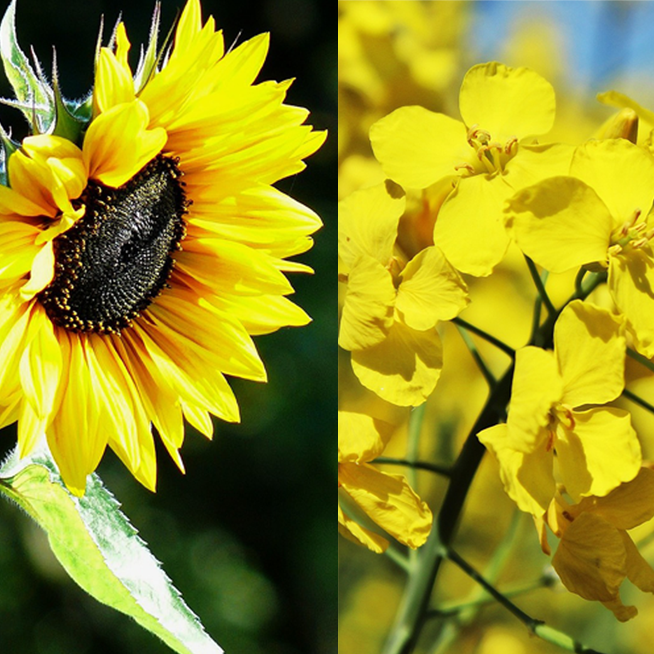 Sonnenblumenöl Rapsöl